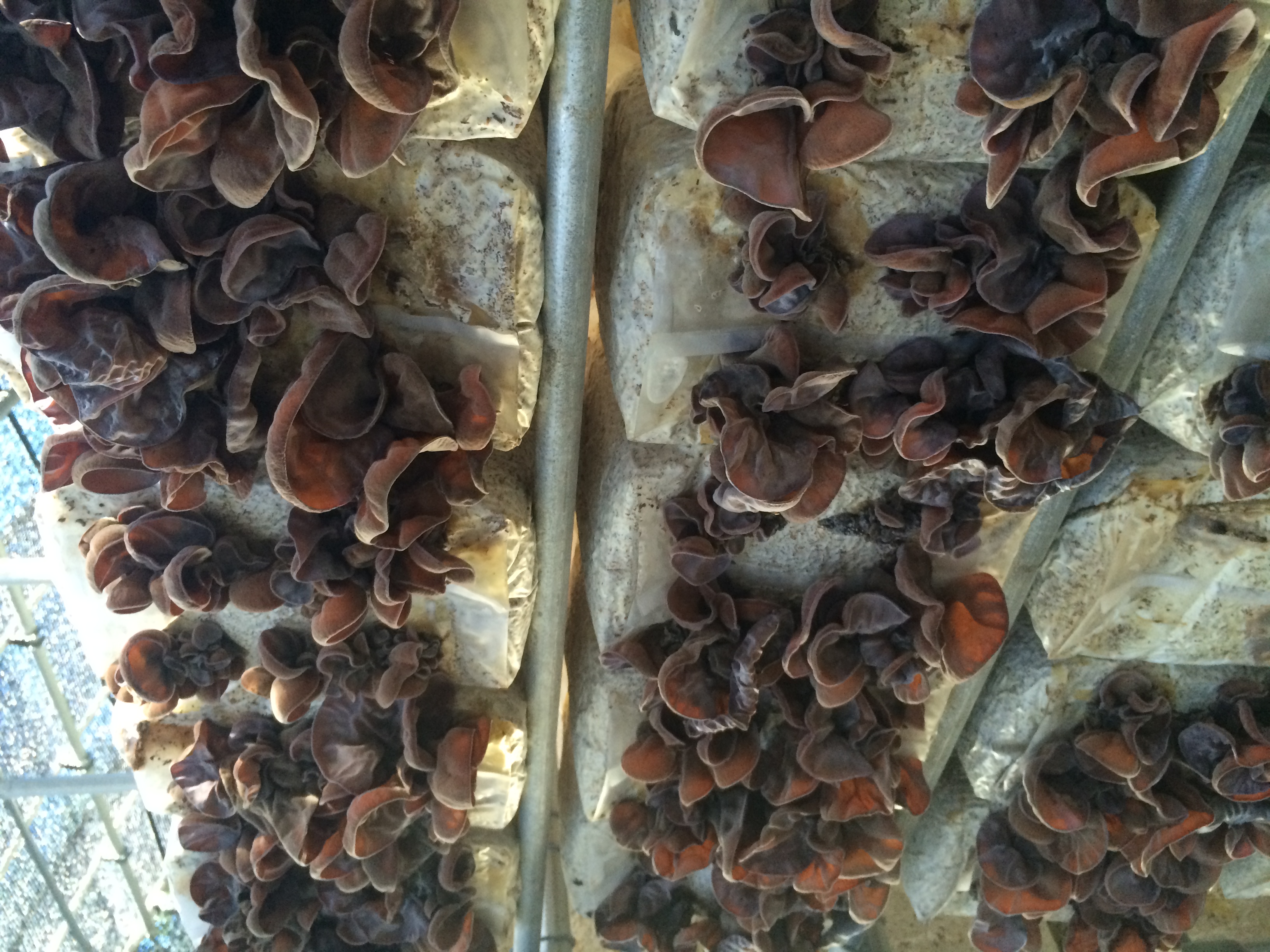 旭川で栽培してます。