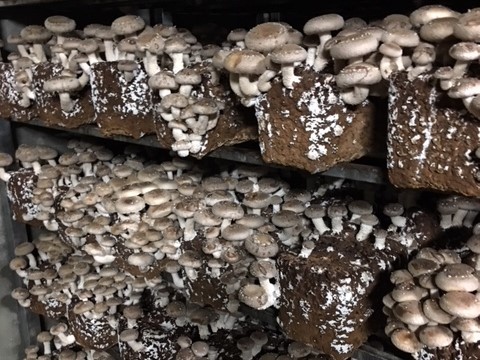 しいたけがにょきにょき！