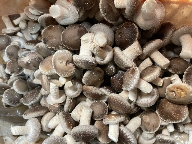 ナーバショップ