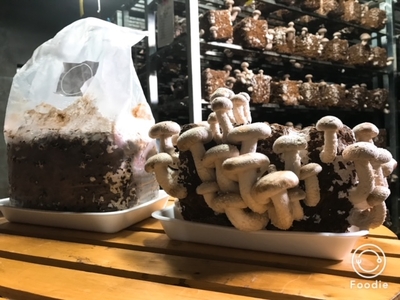 しいたけ栽培キット 1個入 沖縄県内送料込　発送は3月中旬までです。県外は500円プラス。令和８年度分終了です！