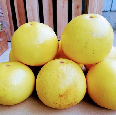 3L 文旦　10kg 06 家庭用 | マルツジ果樹園
