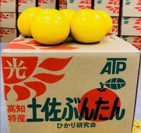 贈答用 文旦 ◎3L 10kg（16個～18個） | マルツジ果樹園