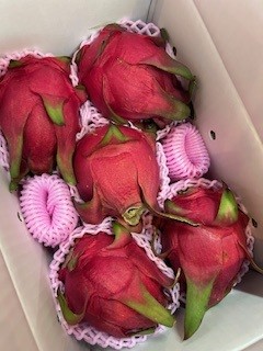 沖縄県産　ドラゴンフルーツ　赤　秀品　2kg　大玉　移動制限合格証有り