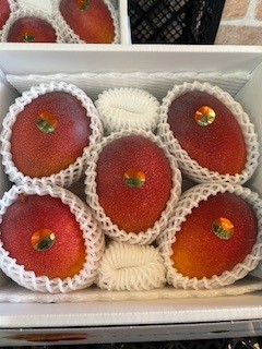沖縄県北部産　アップルマンゴー　5玉　2kg以上　高品質　高糖度　化粧箱いり