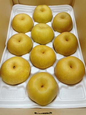 シャキシャキ食感と爽やかな甘味“幸水梨”　5kg入りダンボール(9・10玉)　