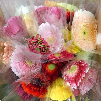 花農家直送！！クルクマ20本❀ ガーベラ60本❀ 140サイズ 期間