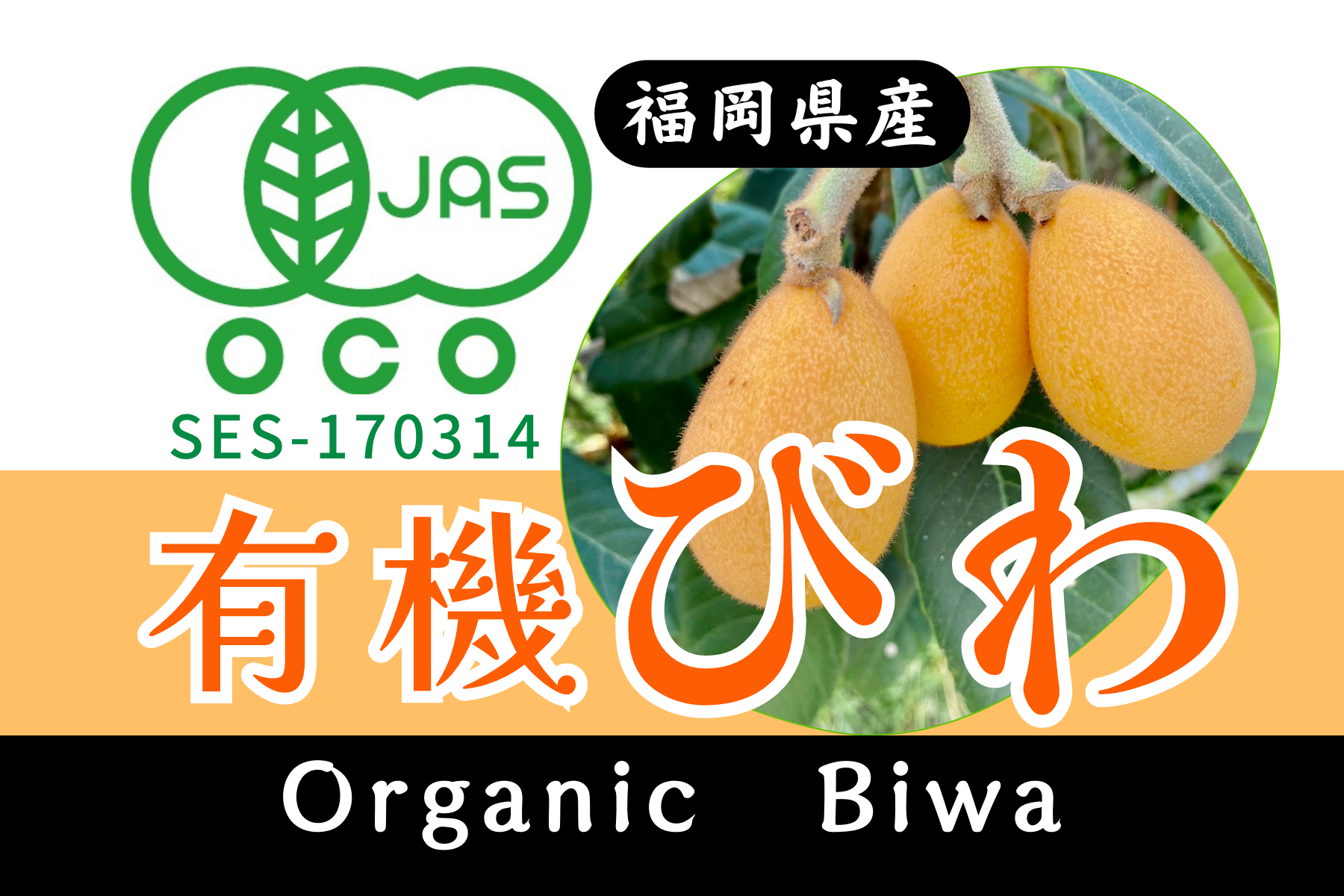 SALE九州産(温室びわ) フルーティーで甘い 化粧箱入2箱 完全オーガニック! 有機JAS認証の安心びわフルーツ!! 福岡県広川