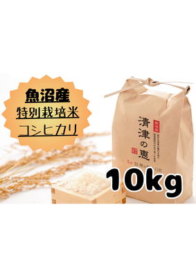 令和７年産【１０月発送開始！】　魚沼産特別栽培米コシヒカリ　　　〈清津の恵〉【精米】10㎏