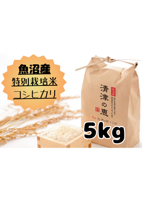 令和７年産【１０月発送開始！】　魚沼産特別栽培米コシヒカリ　　　〈清津の恵〉【精米】5㎏