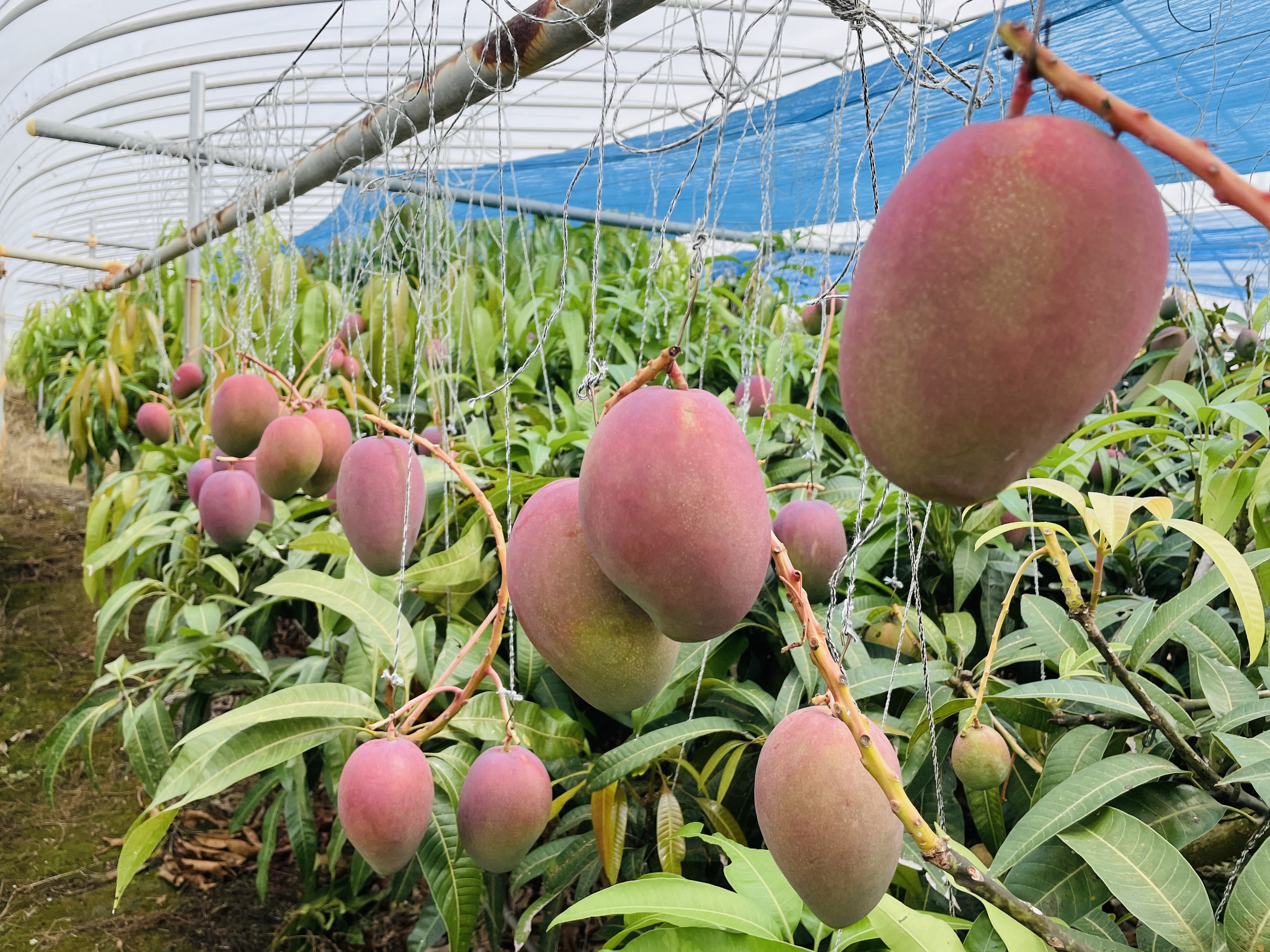 マンゴーの木】のオーナー制度 | 宮古島マティダファーム