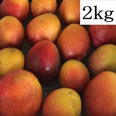 ミニ+ミニミニマンゴー　　　　1kg 楽天市場】ミニマンゴー 1kg 送料無料 農園直送 沖縄県 石垣島産