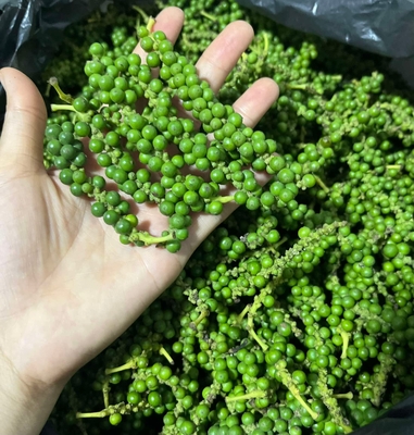 生胡椒（グリーンペッパー）カンボジア産　予約販売