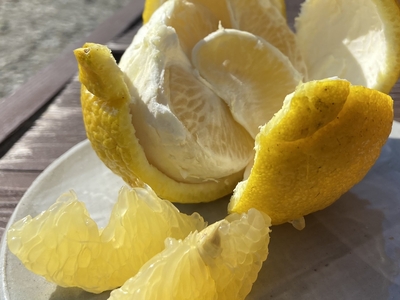 はるか（14キロ）