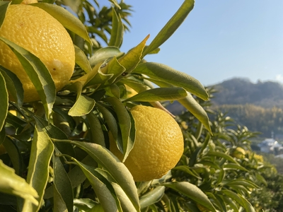 はるか（９キロ）