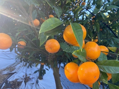 いしじみかん（15キロ）11月28日から発送開始予定