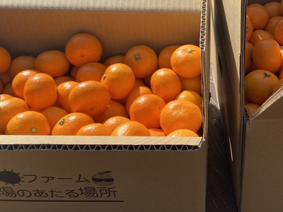 いしじみかん（10キロ）11月28日から発送開始予定