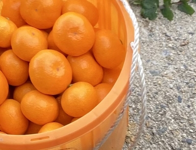 いしじみかん（５キロ）11月28日から発送開始予定