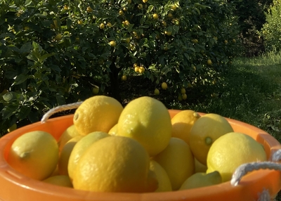 レモン（10キロ）