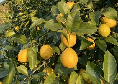 レモン（15キロ）