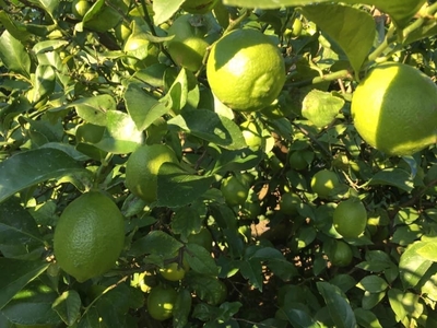 グリーンレモン（15キロ）