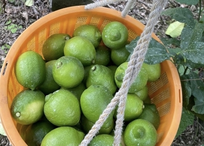 グリーンレモン（10キロ）