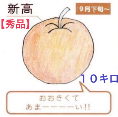 新高梨１０キロ【秀品】