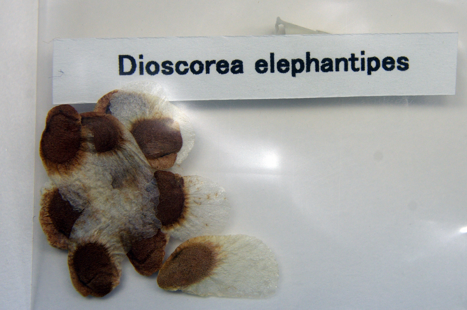 Dioscorea elephantipes アフリカ亀甲竜 種子 500粒 