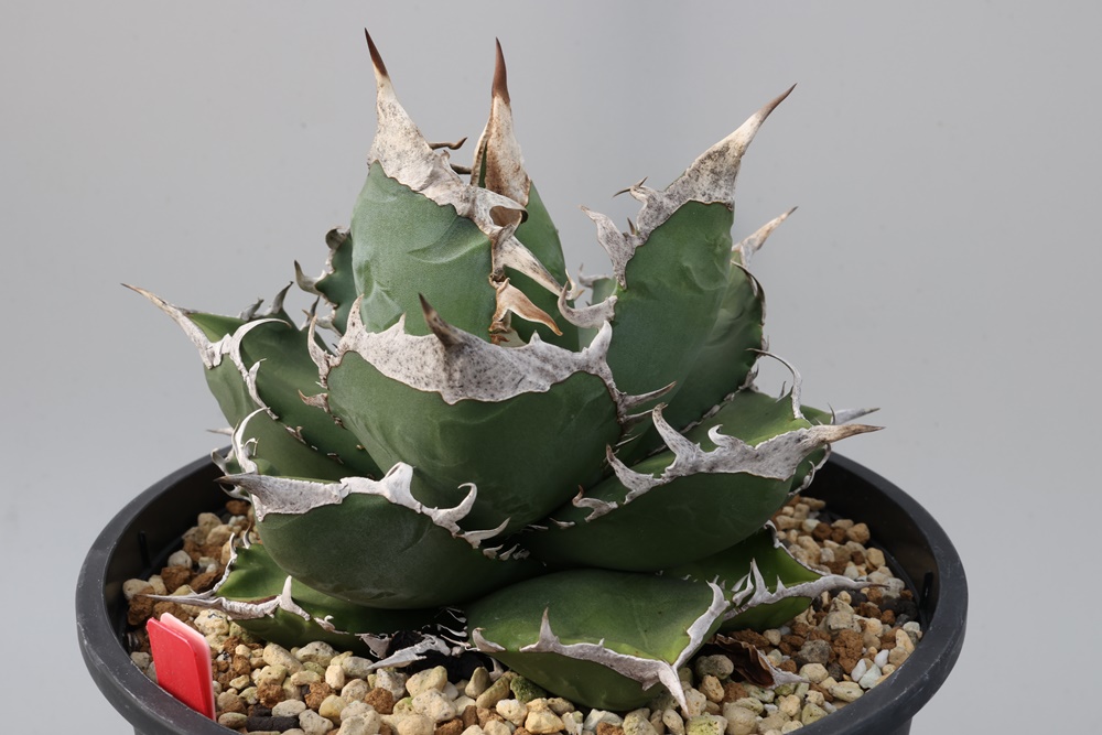 Agave titanota SAD アガベ チタノタ 南アフリカダイヤモンド