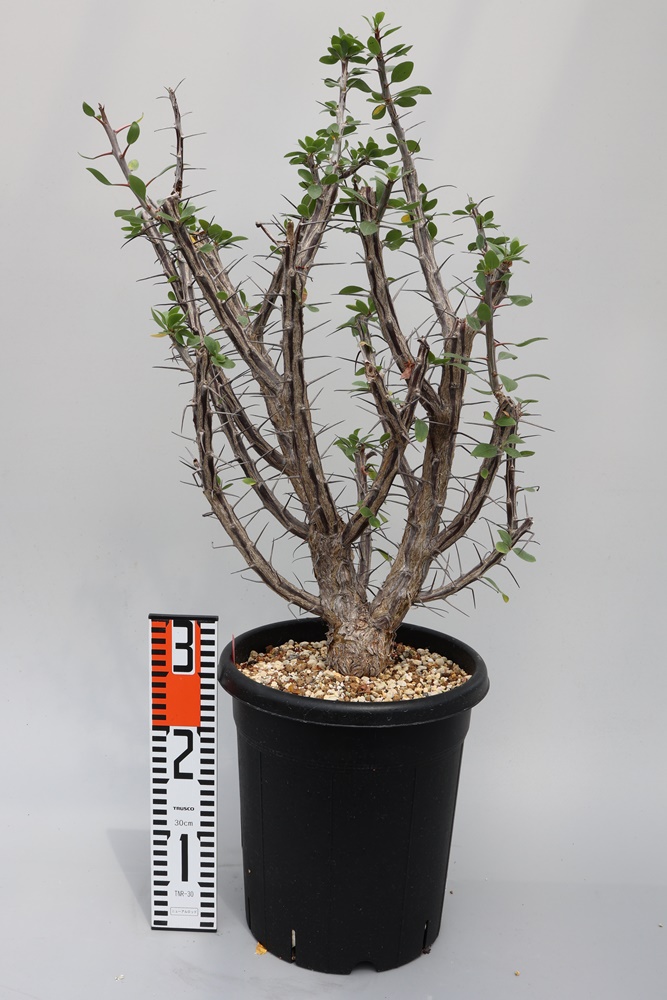 Fouquieria macdougalii フォークイエリア マクドガリー