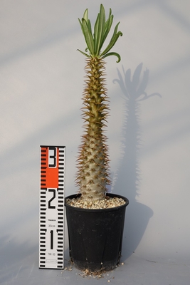 Pachypodium ambongense パキポディウム　アンボンゲンセ