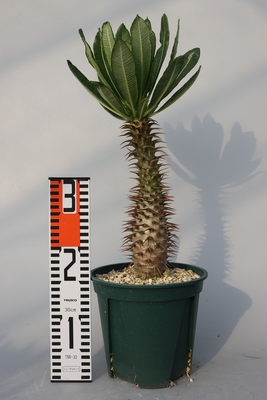 Pachypodium ambongense パキポディウム　アンボンゲンセ