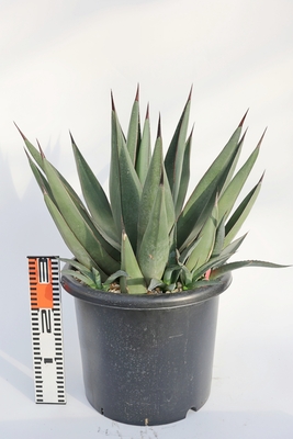 Agave nigra アガベ シャークスキン