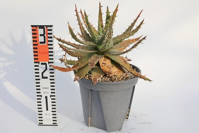 Aloe melanacantha アロエ　メラナカンサ