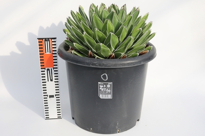 Agave victoriae-reginae アガベ ビクトリアレジーナ 笹の雪