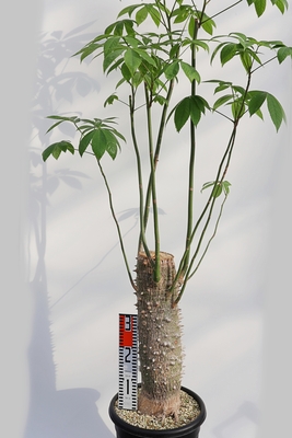 Ceiba speciosa　セイバ　スペシオーサ　徳利木綿