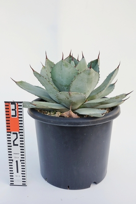 Agave parryi var. truncata アガベ パリー トランカータ