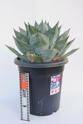 Agave parrasana アガベ　パラサナ　ファイヤーボール