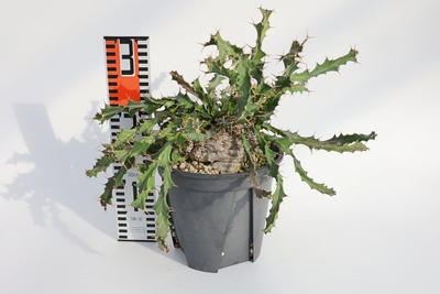 Euphorbia clavigera ユーフォルビア　クラビゲラ