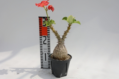 Pachypodium windsorii　パキポディウム　ウィンゾリー