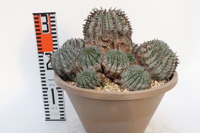 Euphorbia horrida ユーフォルビア　ホリダ　群生