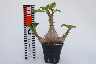 Pachypodium windsorii　パキポディウム　ウィンゾリー