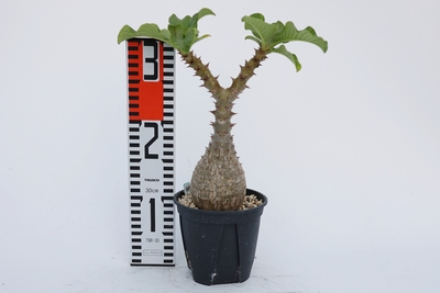 Pachypodium baronii var. windsorii パキポディウム　ウィンゾリー