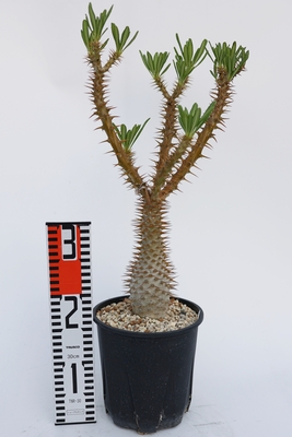 Pachypodium ambongense パキポディウム　アンボンゲンセ