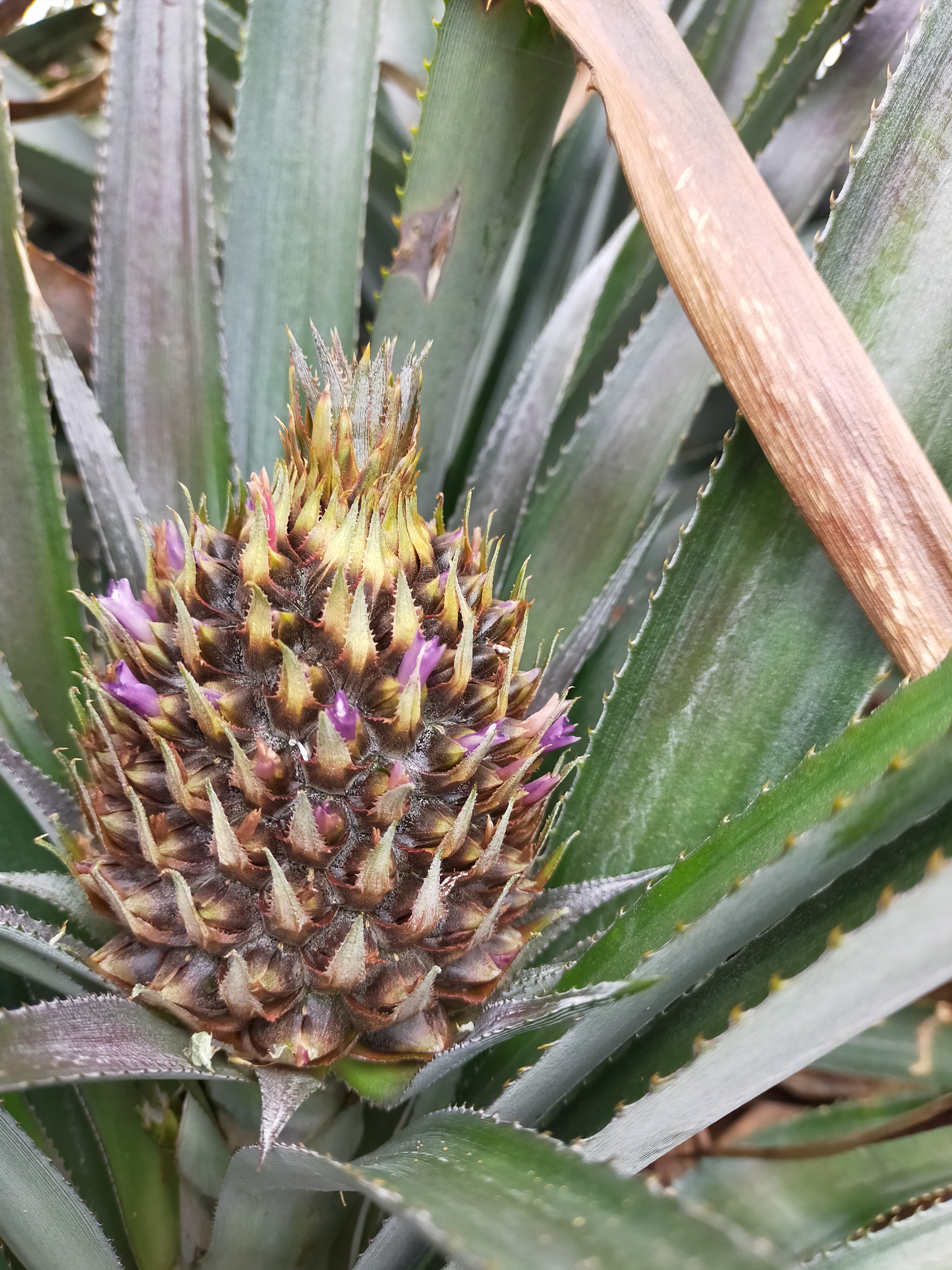 花が咲き始めました。