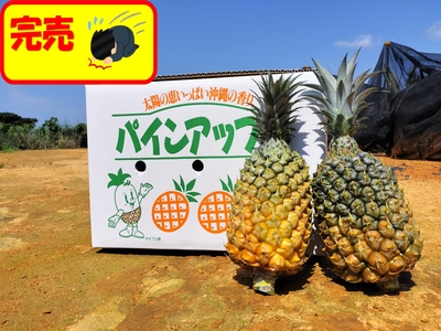 ボゴール約5kg～（6玉～8玉）【送料別】