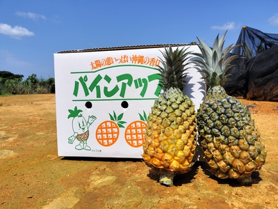 ボゴール約2.5kg～（3玉～4玉）【送料別】