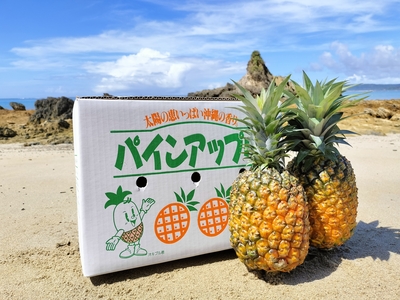 ゴールドバレル 約4kg（2玉～3玉）【送料別】