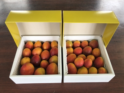 限定1箱❗️ 採れたて宮古島産マンゴー　2kg 訳あり 無選別～ちょい訳あり～宮古島産ミニマンゴー2kg ※数量限定