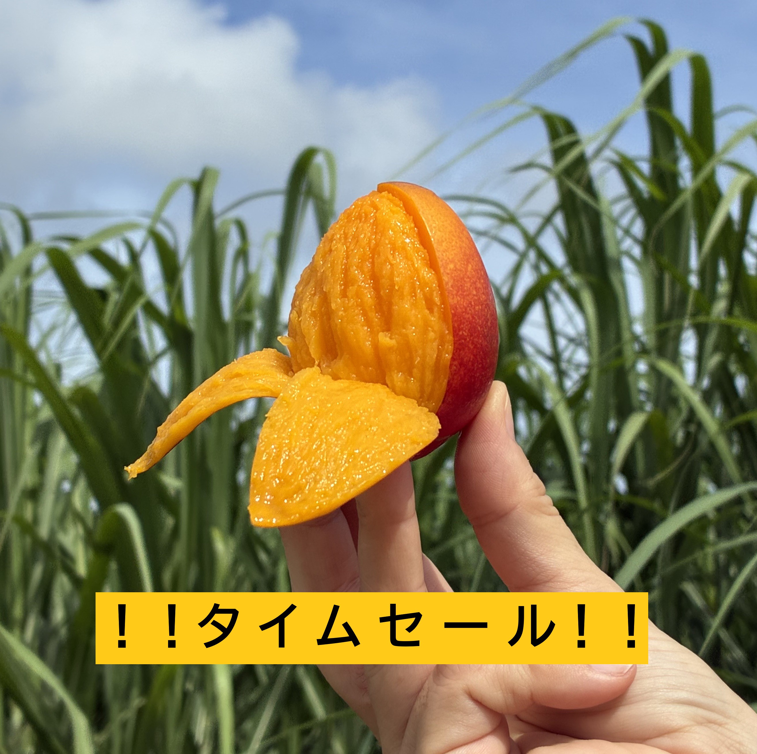 限定1箱❗️ 採れたて宮古島産マンゴー　2kg 訳あり 宮古島産マンゴー 訳あり 4～7個入り 合計 約2kg【送料無料