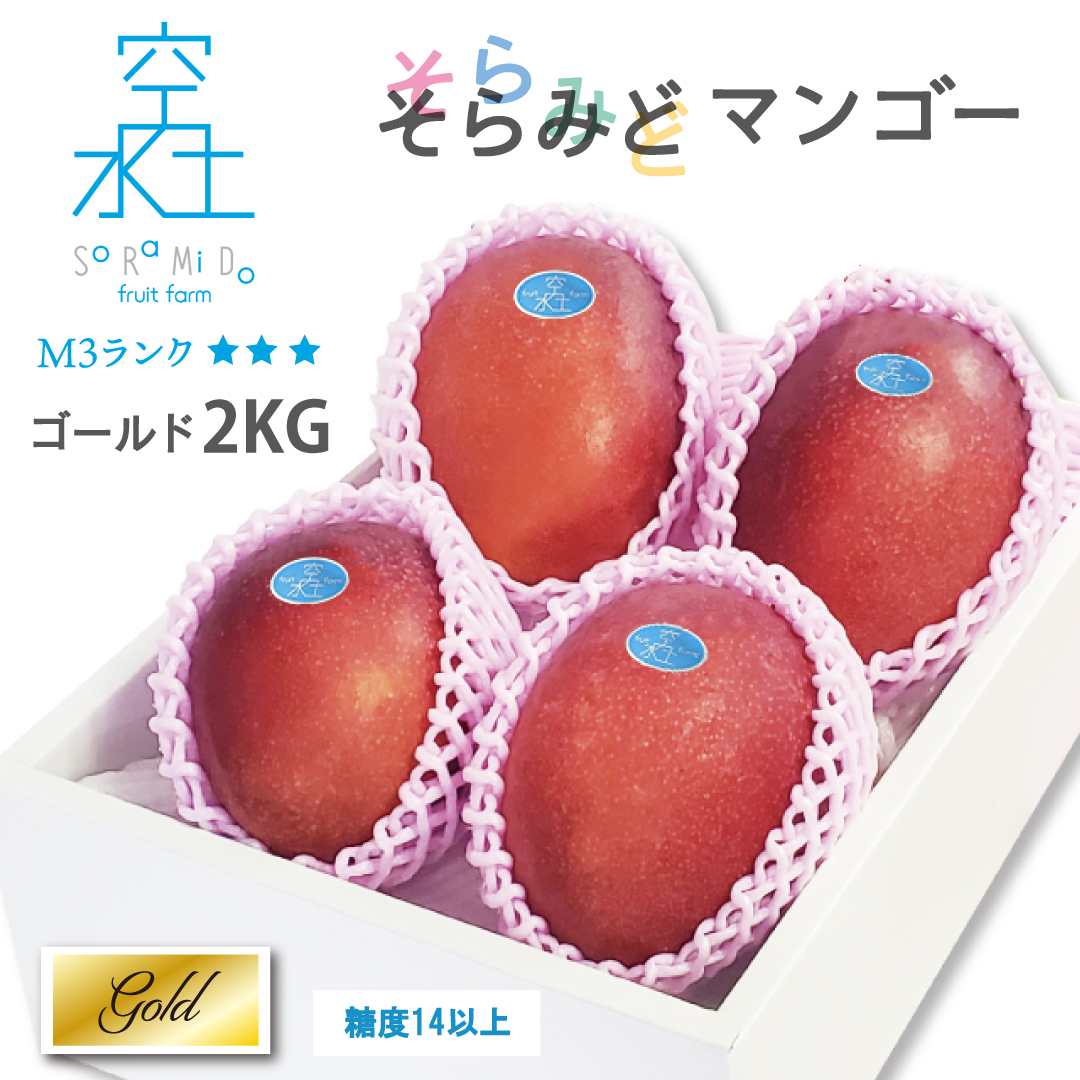 そら❤️ 超希少　特大　台湾金蜜マンゴー苗木 マンゴー（金蜜）を接木苗から育てる｜そだレポ（栽培レポート）by